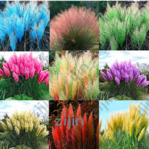 SL 1000Pcs / Bag Colorful Pampas Grass Cortaderia Seed Are Very Beautifu... - $5.52
