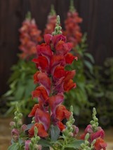 SNAPDRAGON SEEDS SNAPDRAGON CANDY TOPS ORANGE 50 PELLETED SEEDS - £17.90 GBP