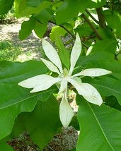 SRN Magnolia Tripetala Umbrella Magnolia Tree Seeds Garden - $11.27