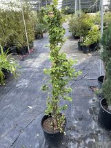 3ft Tall Live Climbing Vine Plant Creeping Fig Ficus Pumila - £119.06 GBP
