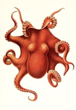 Octopus - Polypus Levis Hoyle - Male - 1899 - Marine Illustration Poster - £26.37 GBP