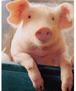 Cute Pig  Art Print great wall hanging &quot;8x10&quot;decorations picture Bathroo... - $10.99