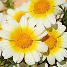 US Seller 301 Garland Daisy Flower Seeds Asian Cuisine/Medicinal/Teas Prairie - £7.42 GBP
