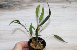 LEPANTHES SP. PERU 13 SMALL ORCHID POTTED - $53.00