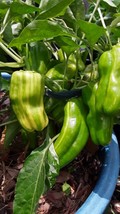 50 Candy Cane Pepper Seeds Very Sweet And Open PollinatedFrom US  - $8.35