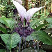 USA SELLER Tacca Integrifolia White Bat Flower 10 Seeds Free Shipping - $18.40