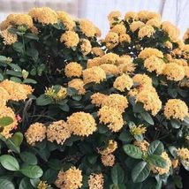 1 Yellow Maui Ixora Tropical Starter Live Plant 7 Inches Tall 2 Plugs - £20.77 GBP