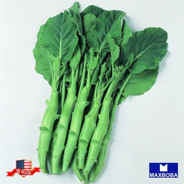 Broccoli Chinese 25 Fresh Seeds Kailaan Non-Gmo Heirloom - £5.53 GBP