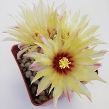 Live Plant Hamatocactus setispinus Cactus Cacti Succulent Real  - £43.15 GBP