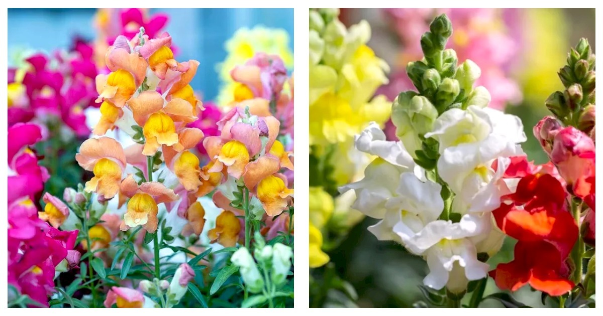 Primary image for Snapdragon Northern Lights Mix Seeds / Planting / Fall / Perennials 600 Seeds