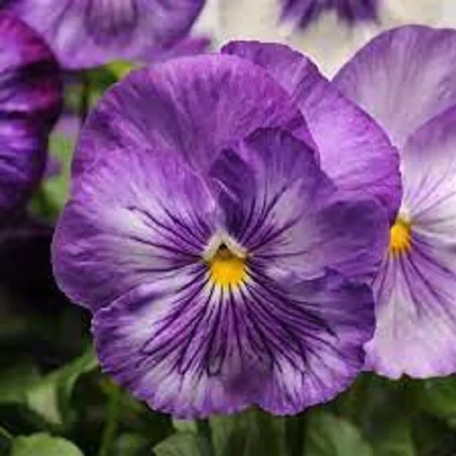 G_S Pansy Seeds Pansy Matrix Lavender Shades 25 Seeds Extra Large Flowers - $15.21