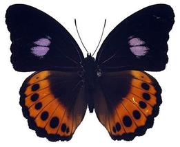 Black Purple and Orange Butterfly Decal - 6&quot; wingspan - £3.43 GBP