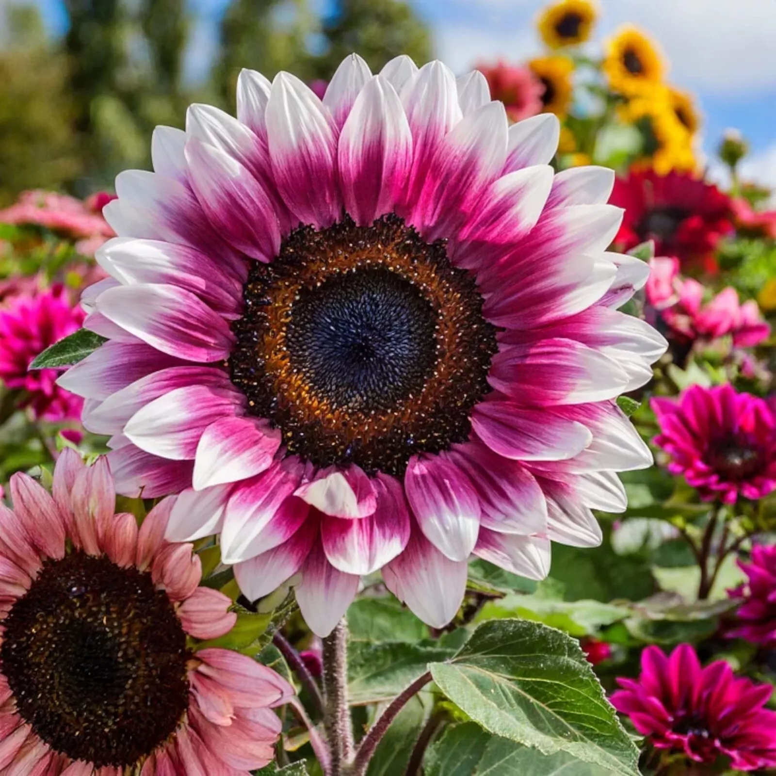 50++ Amazing White Shocking Pink Hybrid Sunflower Seeds for Garden and ... - €2,60 EUR