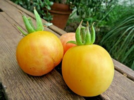 Ghost tomato - fuzzy apricot yellow fruit has surprisingly sweet flavor - $4.75
