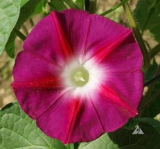 Morning Glory Scarlett O&#39;Hara Red Vine Aas Winner 50 Seeds Gardening Fresh USA S - £11.58 GBP