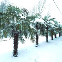FG 50 Windmill Fan Palm Tree Seeds Trachycarpus Fortunei Most Cold Hardy Palm Pl - £40.71 GBP