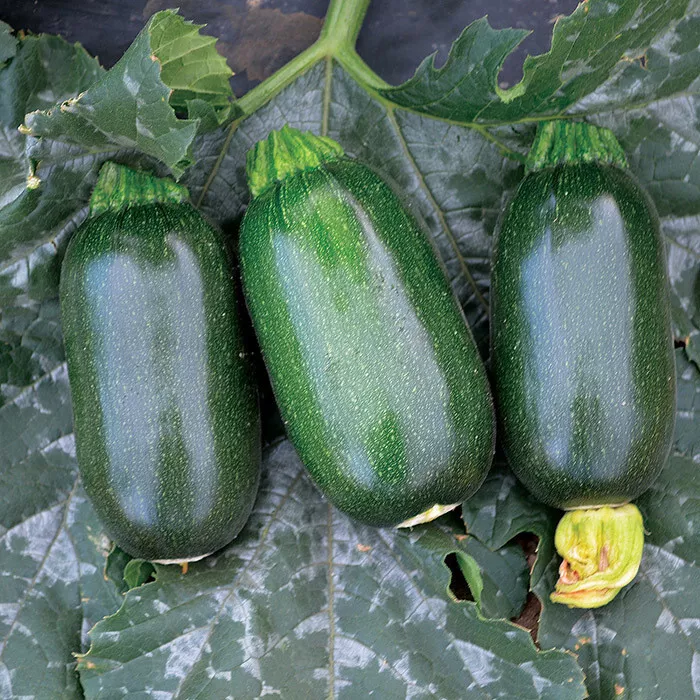 Green Egg Zucchini Squash Seeds for Garden Planting 25 Seeds Fast Shipping - £9.48 GBP
