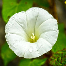 Pearly Gates Morning Glory Seeds 30  Seeds - £7.90 GBP