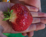 Cabot Strawberry Plants- Best tasting big strawberry for northern locations - $19.75+