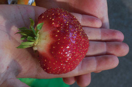 Cabot Strawberry Plants- Best tasting big strawberry for northern locations - £15.78 GBP+