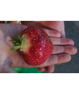 Cabot Strawberry Plants- Best tasting big strawberry for northern locations - £15.46 GBP+