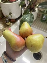 FREE SHIPPING 10 SEEDS FORELLE PEAR NON-GMO - $19.99