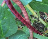 Red Ripper Cowpea Seeds Non Gmo Vegetable Field Pea Southern Bean Seed  - £4.66 GBP