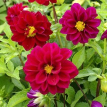 New Fresh Seeds Dahlia Seed Dahlia Variabilis Opera Violet Flower Seeds 200 Seed - $11.06