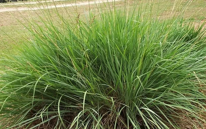 Dwarf Fakahatchee Grass Large Plants Tripsacum Floridanum - $63.89