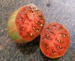 50 Seeds Yukon Quest Tomato Vegetable Garden - $9.80