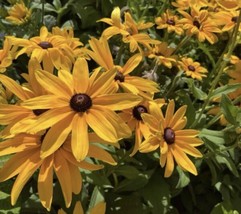 200 Seeds Black Eyed Sn Seeds Rudbeckia Hirta USA SELLER - £4.02 GBP