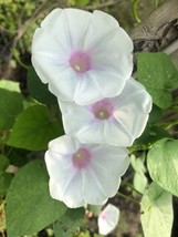 SEPTH Ipomoea purpurea | Jamie Lynn | 10 Seeds - $6.06