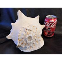 Grand Naturel Blanc Conque Coque Côtier Décor Océan Plage Affichage 8.5 - $31.17