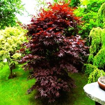 US Seller 5 Seeds Of Bloodgood Red Japanese Maple Tree - £28.95 GBP