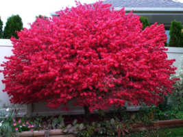 Dwarf Burning Bush plant 1 gallon pot Hardy Shrub (Euonymus Alatus) - $29.99