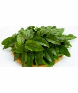 Yanang Leaf Extract – Herbal Skin Soothing, Hair Repair &amp; Natural Care - $20.84 CAD