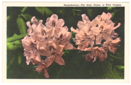 Vtg Postcard-Rhododendron-State Flower of West Virginia-WB-WV1 - £2.71 GBP