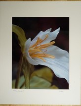 Tom Adams Photography Trillium Flower Redwood National Park Photo Art 11X14 - £22.13 GBP