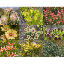 USA SELLER 20Pcs Leucadendron Mix Seeds Garden Ornamental Plants Fresh Seeds - £54.44 GBP