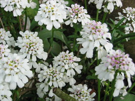 US Seller Iberis Sempervirens Perennial Candytuft Seeds New Fresh Seeds - £14.35 GBP