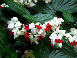 Live Plants Red White Bleeding Heart Vine Clerodendrum Thomsoniae Glory Bower - £44.03 GBP