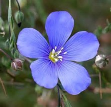 Blue Flax Seed, 50+ Seeds, Beautiful Striking Blue Flax Flowers - £1.57 GBP
