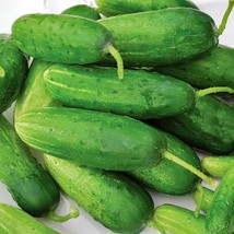 Fresh New Double Yield Cucumber Vegetable USA Seller - $16.82