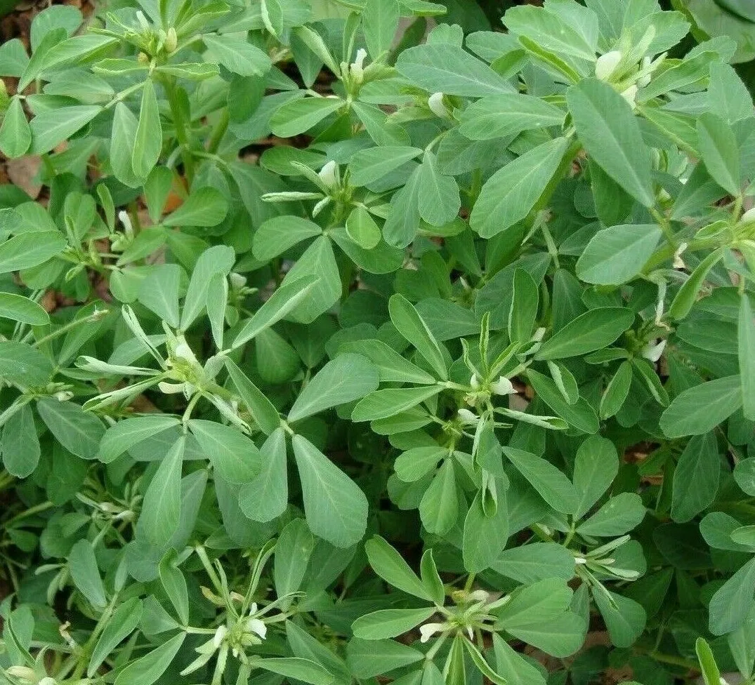 Fenugreek Seeds 10+ For Growing Herb Garden India Culinary Spice USA Seller - £6.38 GBP