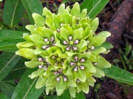 OKB 20 Green Antelopehorn Milkweed Seeds - Asclepias Viridis Monarch But... - $12.85