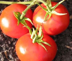 50 Seeds New Yorker Tomato Heirloom Seeds Ensure Fast Beautiful Gardens - $8.35