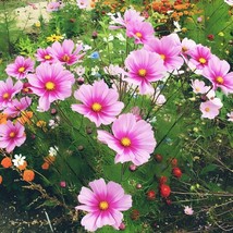 Cosmos Radiance Heirloom Seeds Pink Flowers 200 Seeds Fast Shipping - £7.16 GBP