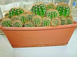 Cactus Succulents live indoor - outdoor Plant Melocactus bahiensis - £15.03 GBP
