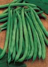 50 pcs French Blue Lake Pole Bean Phaseolus Vulgaris Vegetable Seeds - £7.04 GBP