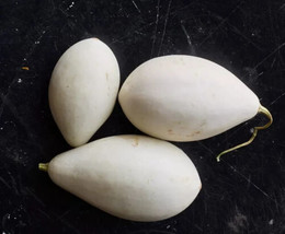 Garden Store 25 Nest Egg Gourd Squash Seeds FROM USA  - $9.62